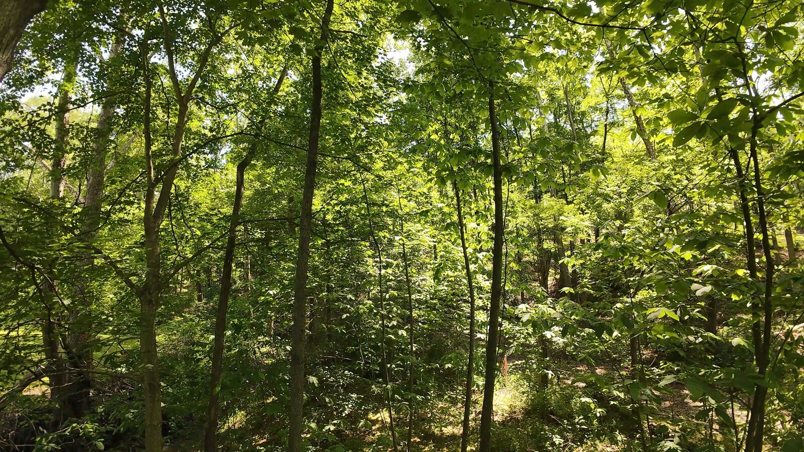 0 Moats Hollow Rd - 24 Acres in Pike County, OH - Photo 5