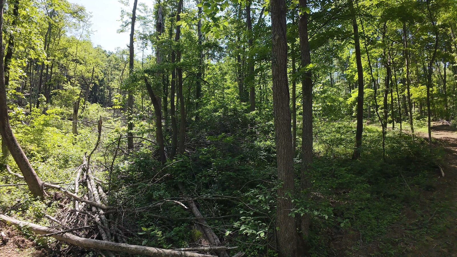 0 Moats Hollow Rd - 24 Acres in Pike County, OH - Photo 6
