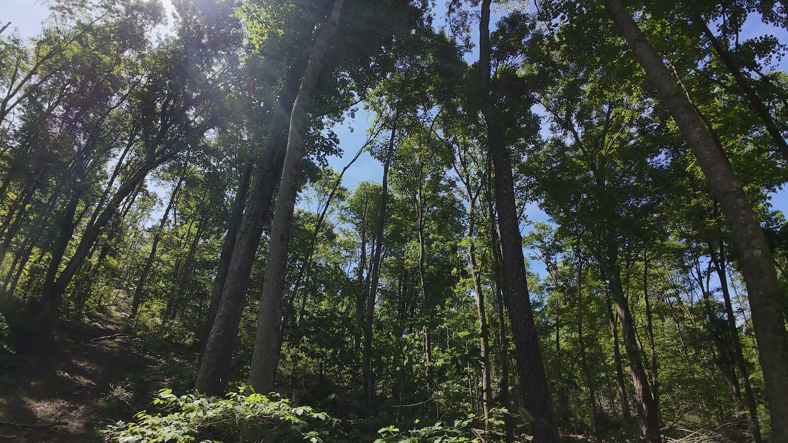 0 Moats Hollow Rd - 24 Acres in Pike County, OH - Photo 8