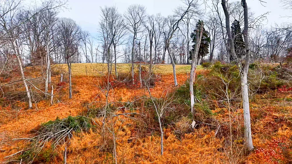 26 Acres in Wood County, WV - Happy Hollow Road - Photo 5