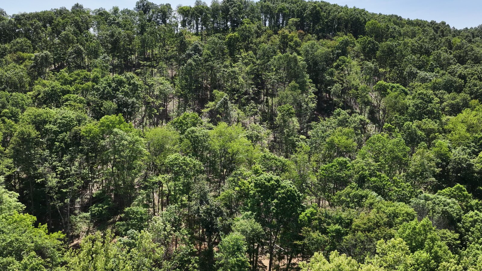 0 Moats Hollow Rd - 38 Acres in Pike County, OH - Photo 19