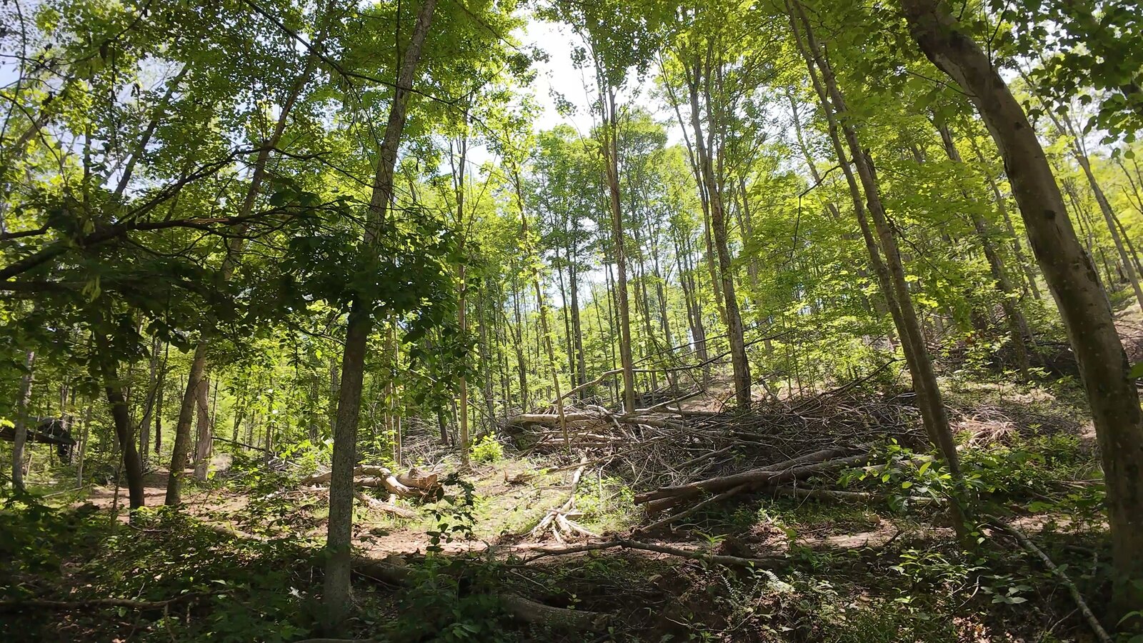 0 Moats Hollow Rd - 38 Acres in Pike County, OH - Photo 3