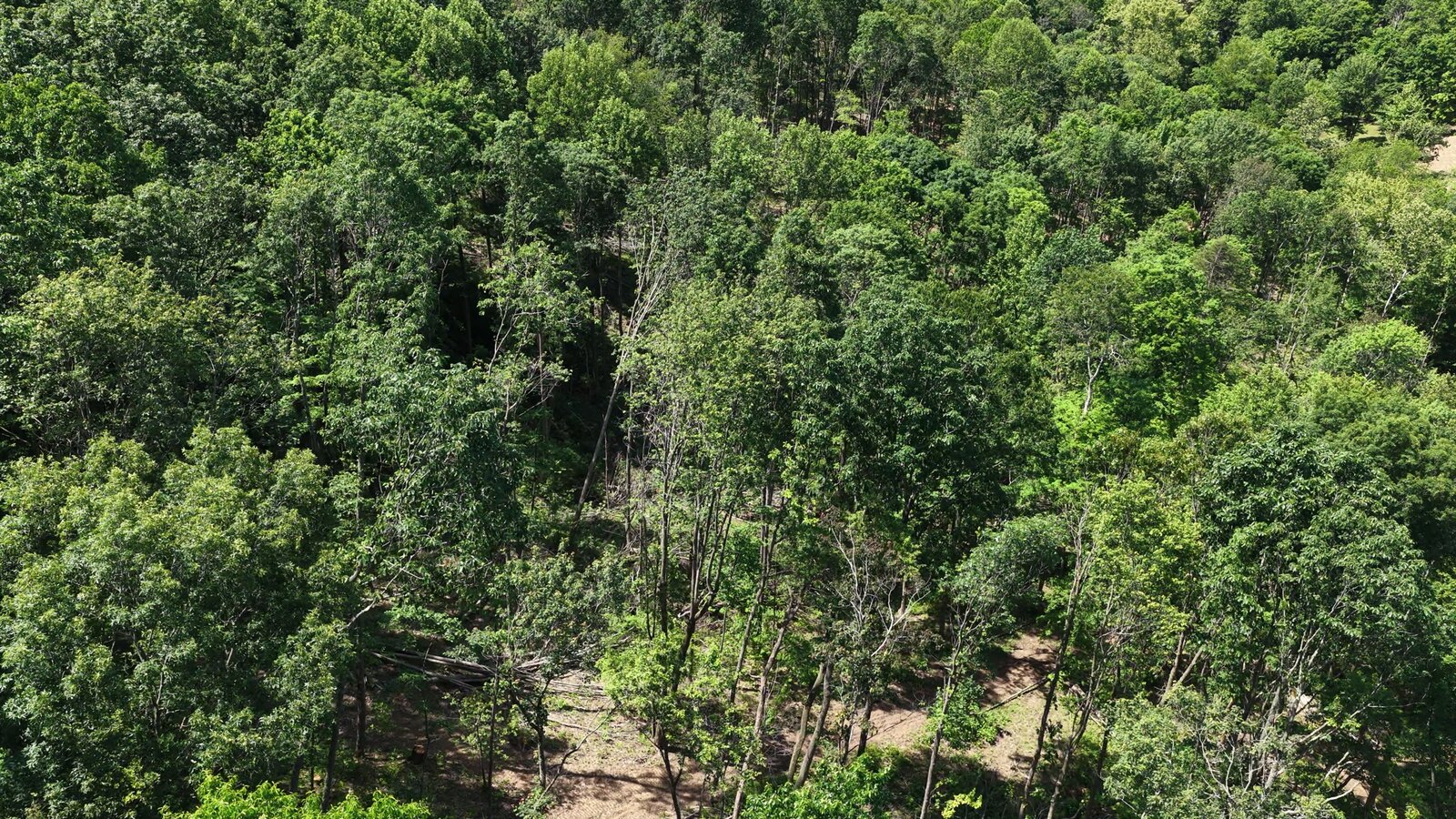 0 Moats Hollow Rd - 38 Acres in Pike County, OH - Photo 26