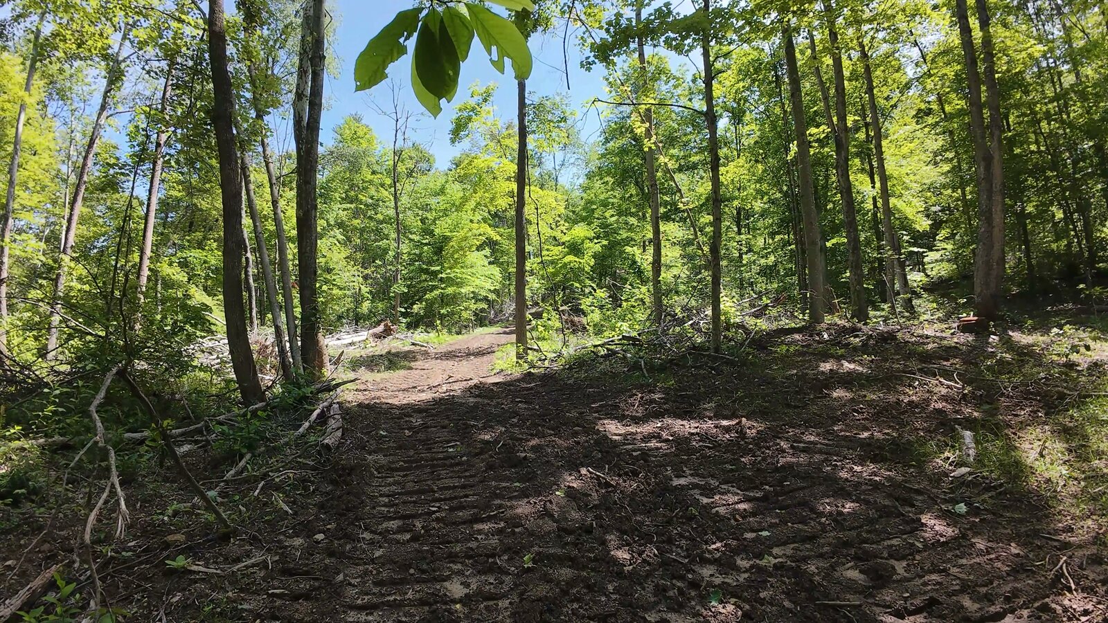 0 Moats Hollow Rd - 38 Acres in Pike County, OH - Photo 7