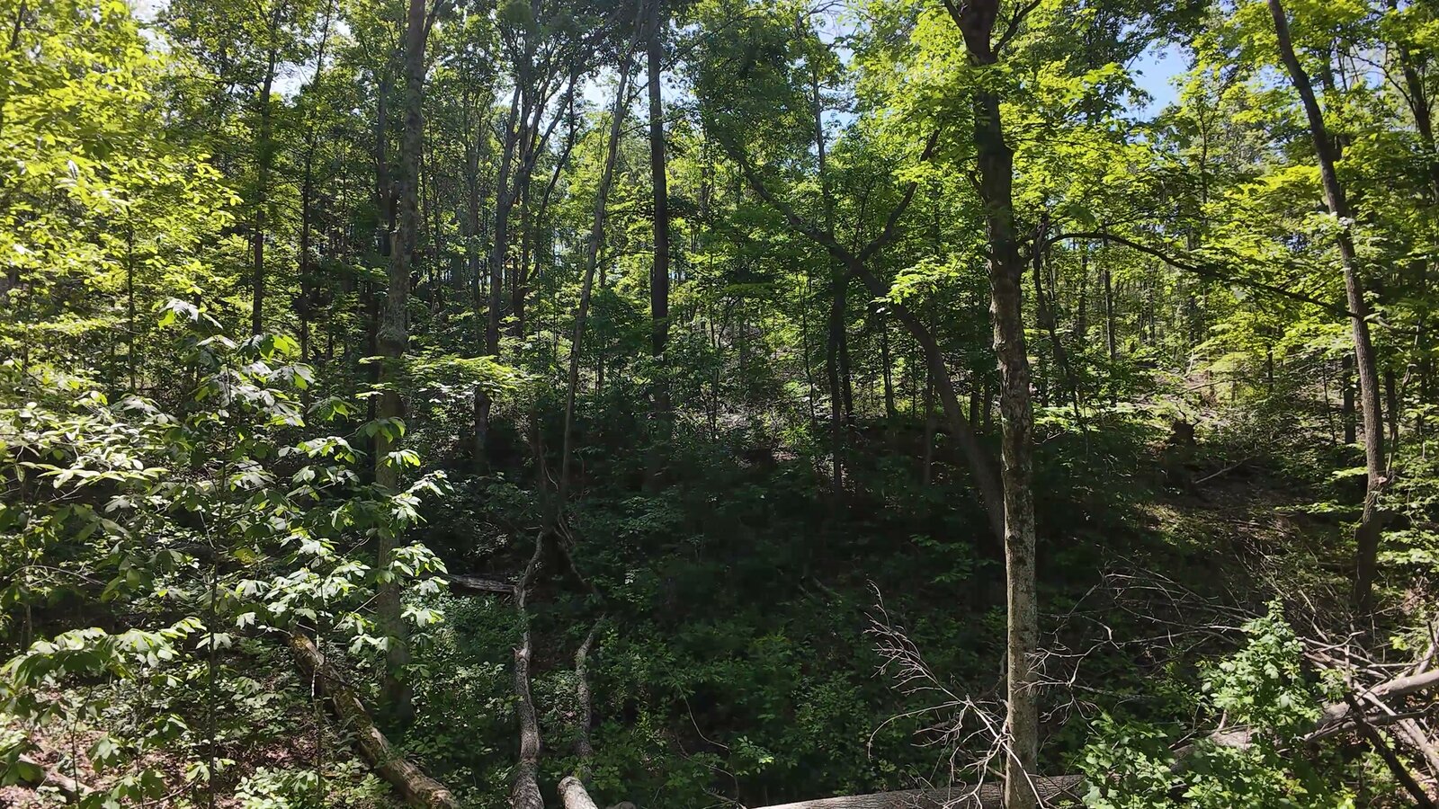 0 Moats Hollow Rd - 38 Acres in Pike County, OH - Photo 8