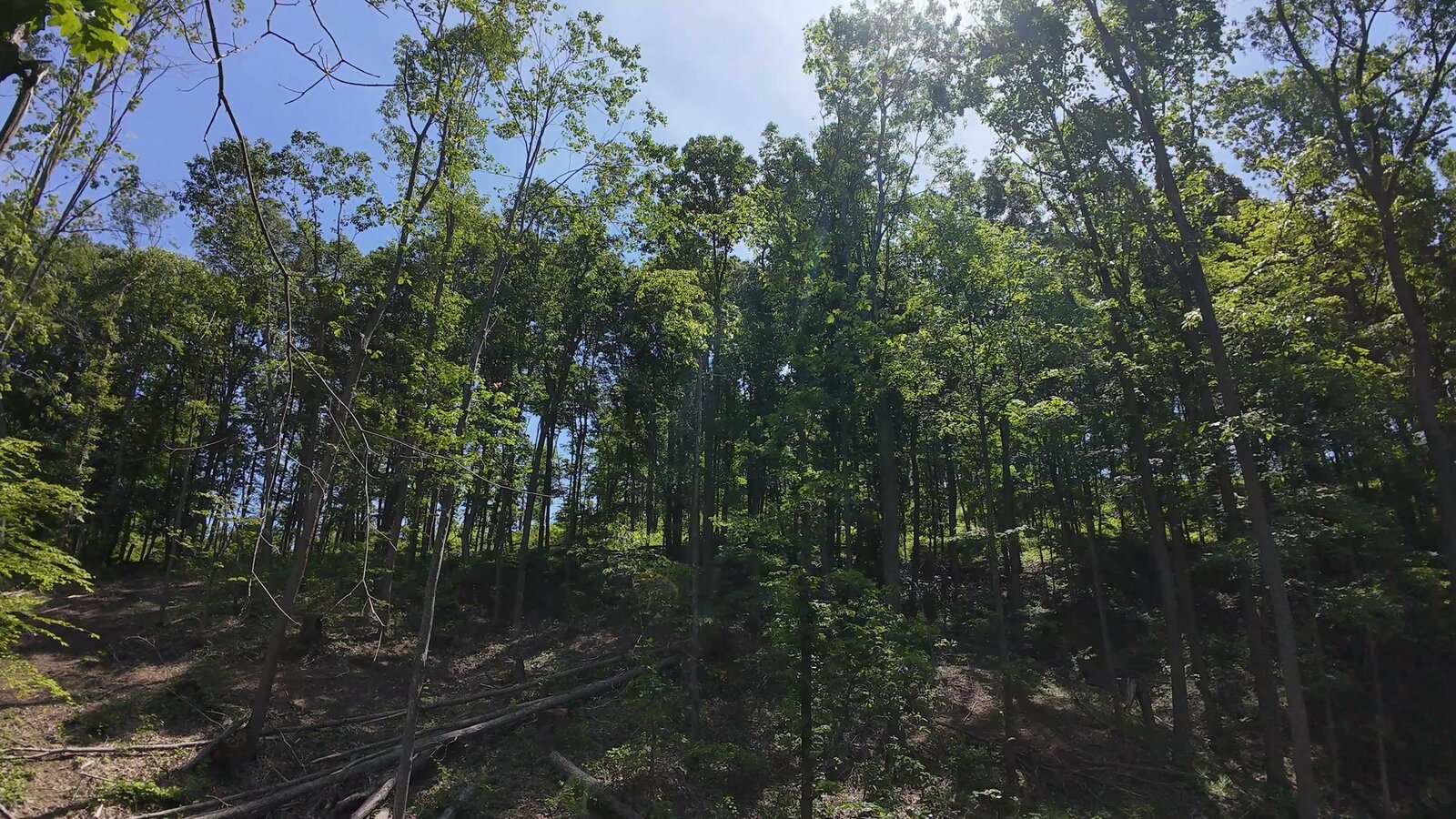 0 Moats Hollow Rd - 38 Acres in Pike County, OH - Photo 9