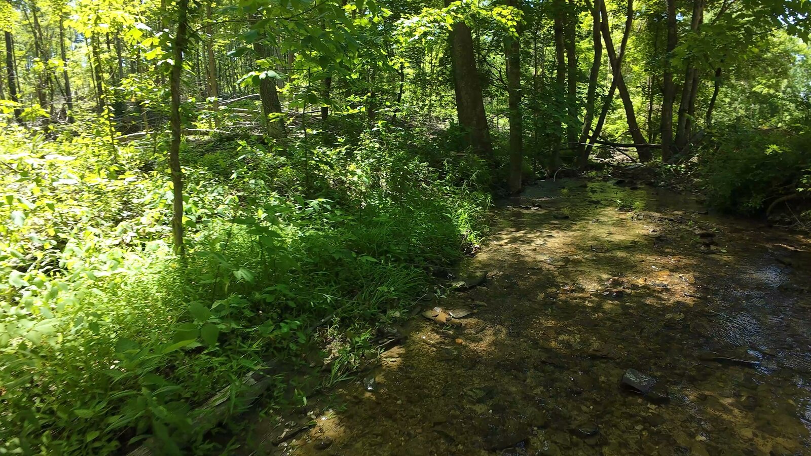 0 Moats Hollow Rd - 38 Acres in Pike County, OH