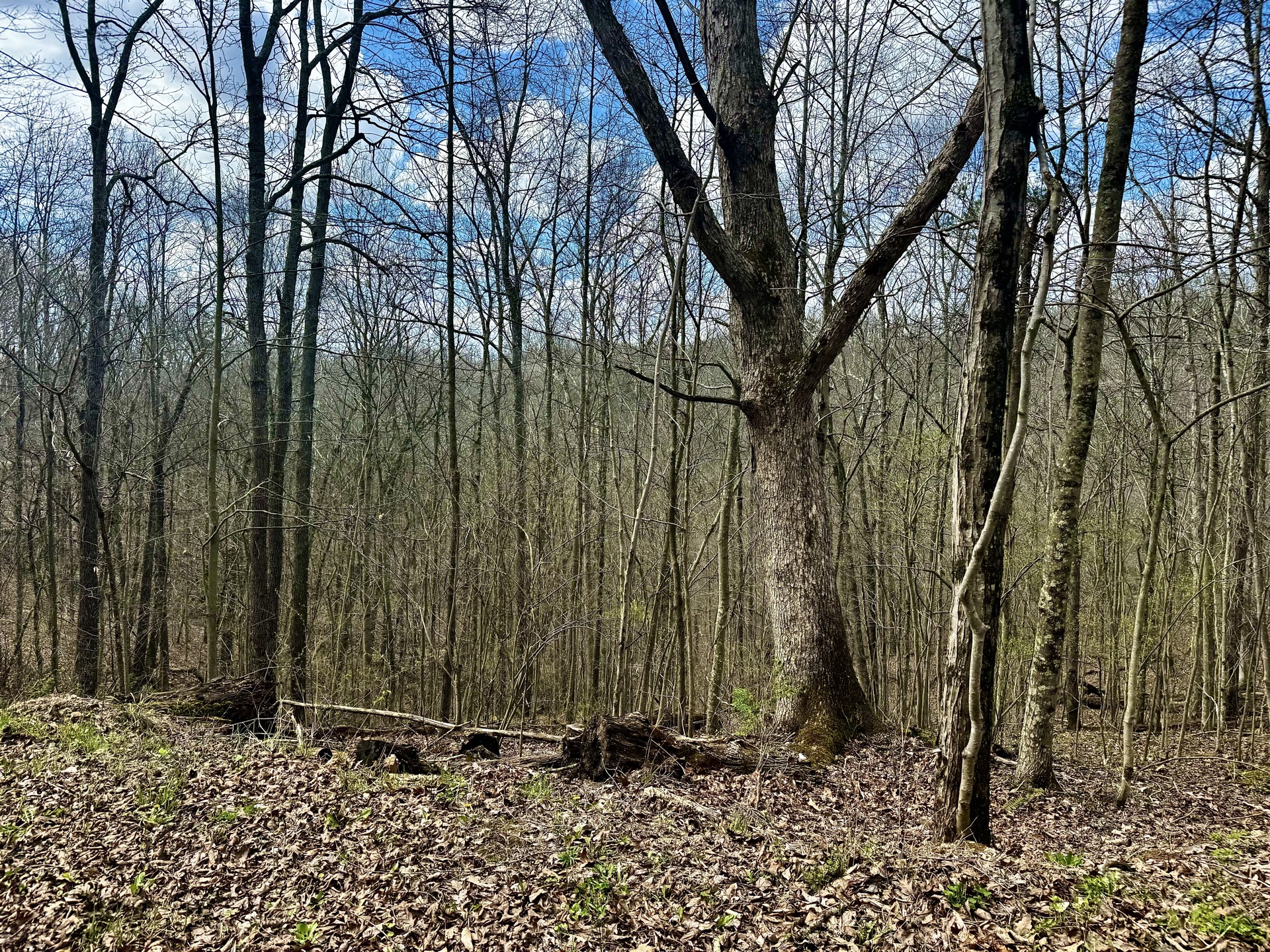0 Wolfpen Run Road - 41 Acres in Gilmer County, WV - Photo 20