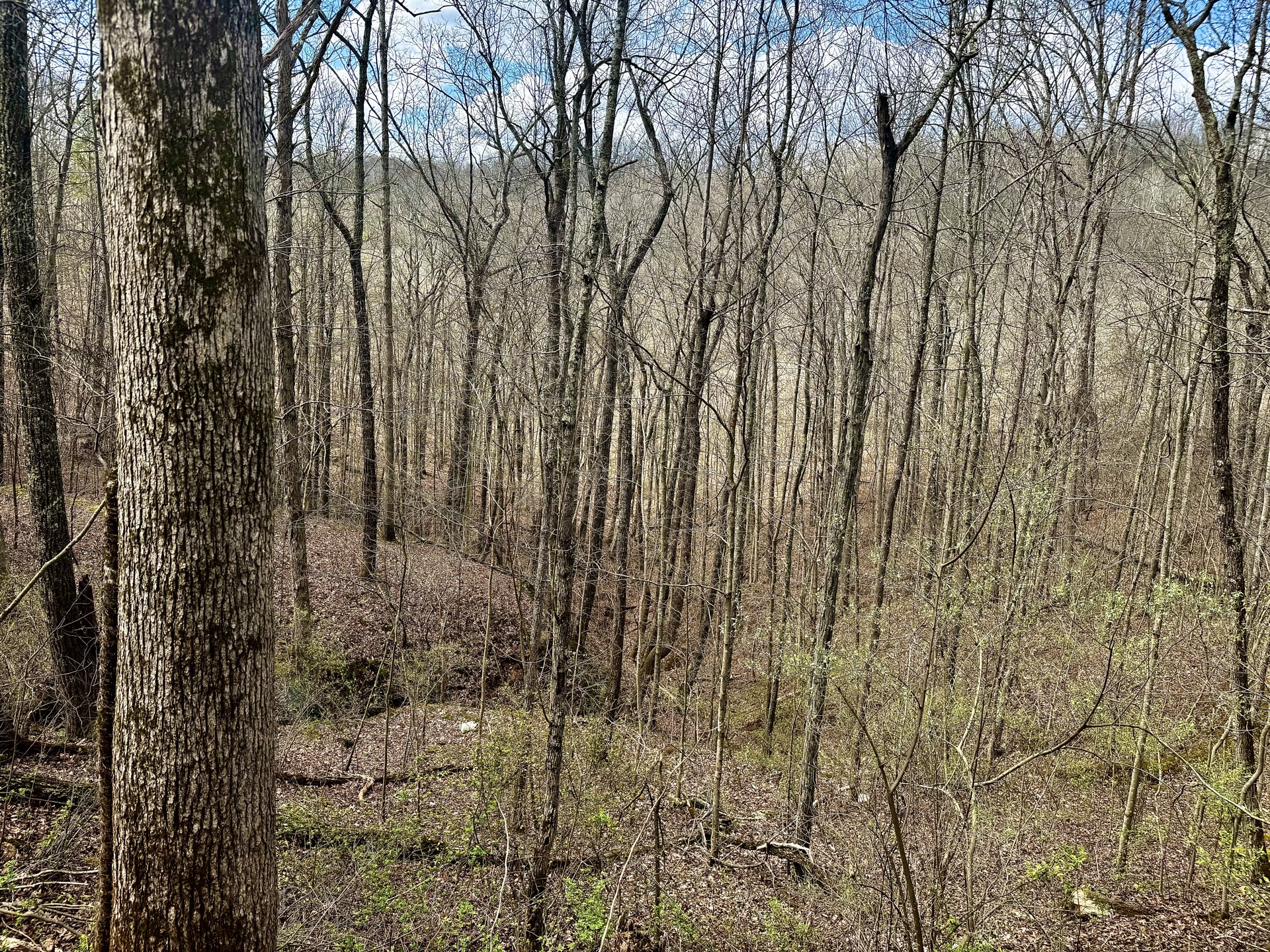 0 Wolfpen Run Road - 41 Acres in Gilmer County, WV - Photo 21