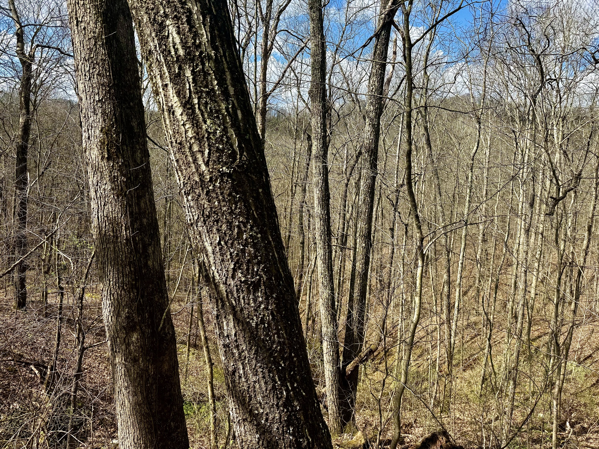 0 Wolfpen Run Road - 41 Acres in Gilmer County, WV - Photo 22
