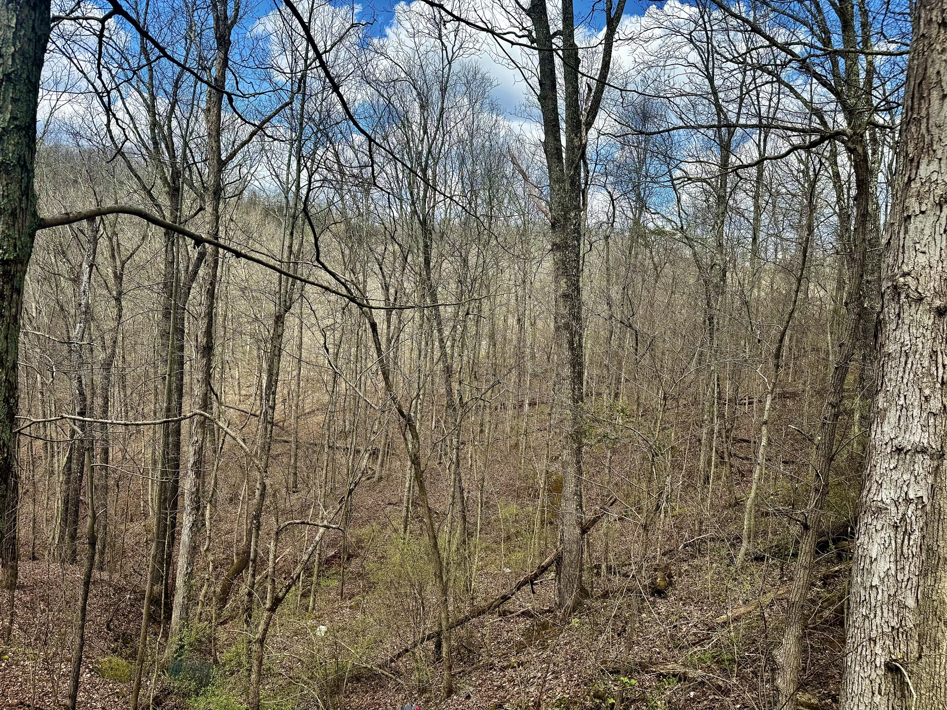0 Wolfpen Run Road - 41 Acres in Gilmer County, WV - Photo 23