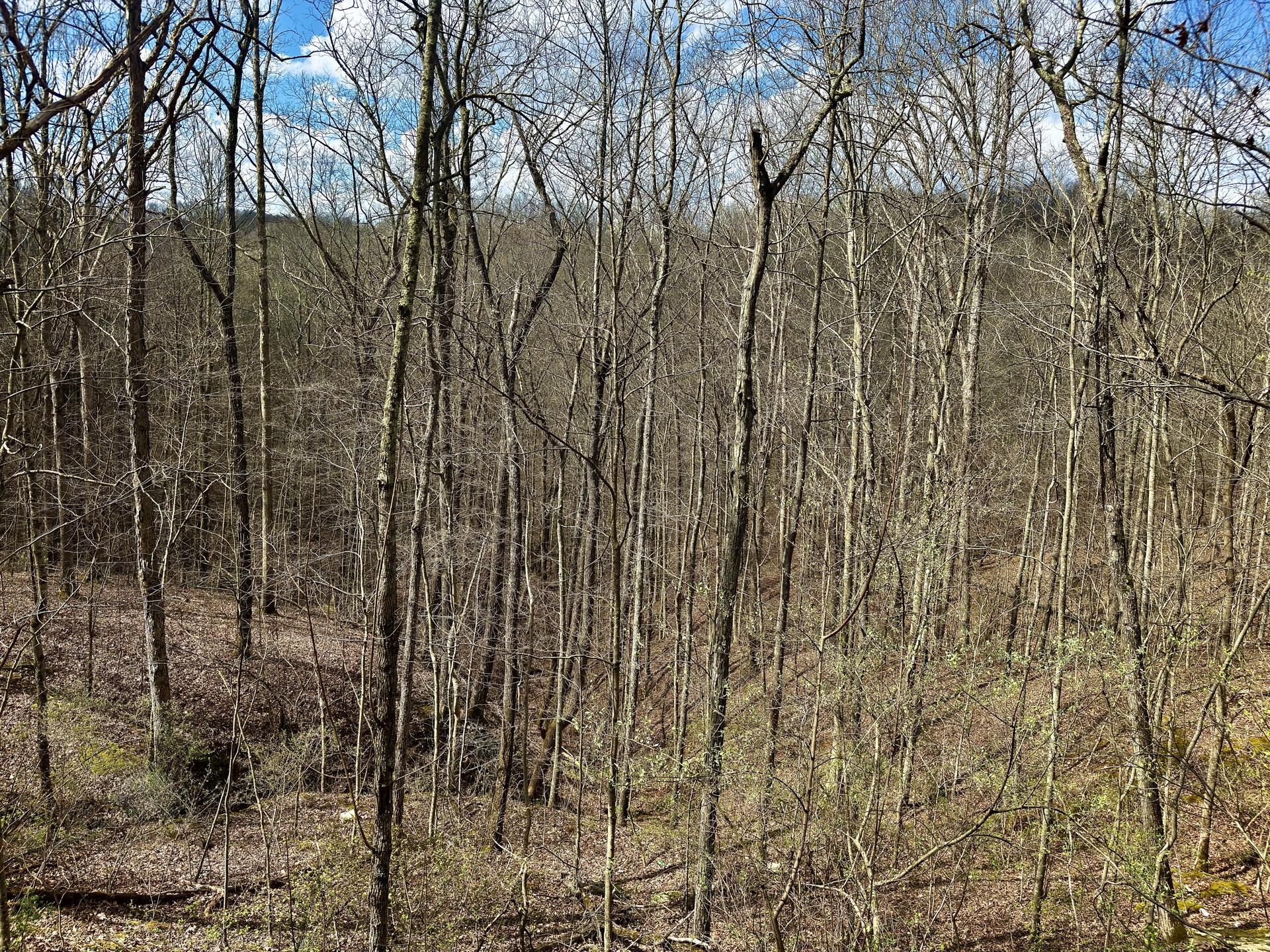 0 Wolfpen Run Road - 41 Acres in Gilmer County, WV - Photo 24