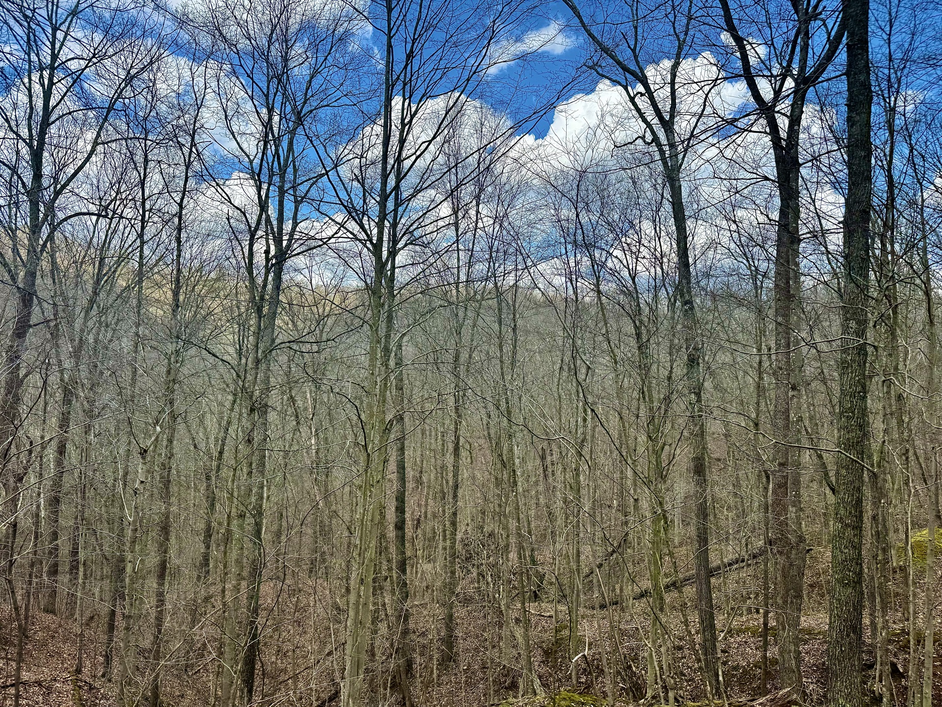 0 Wolfpen Run Road - 41 Acres in Gilmer County, WV - Photo 27