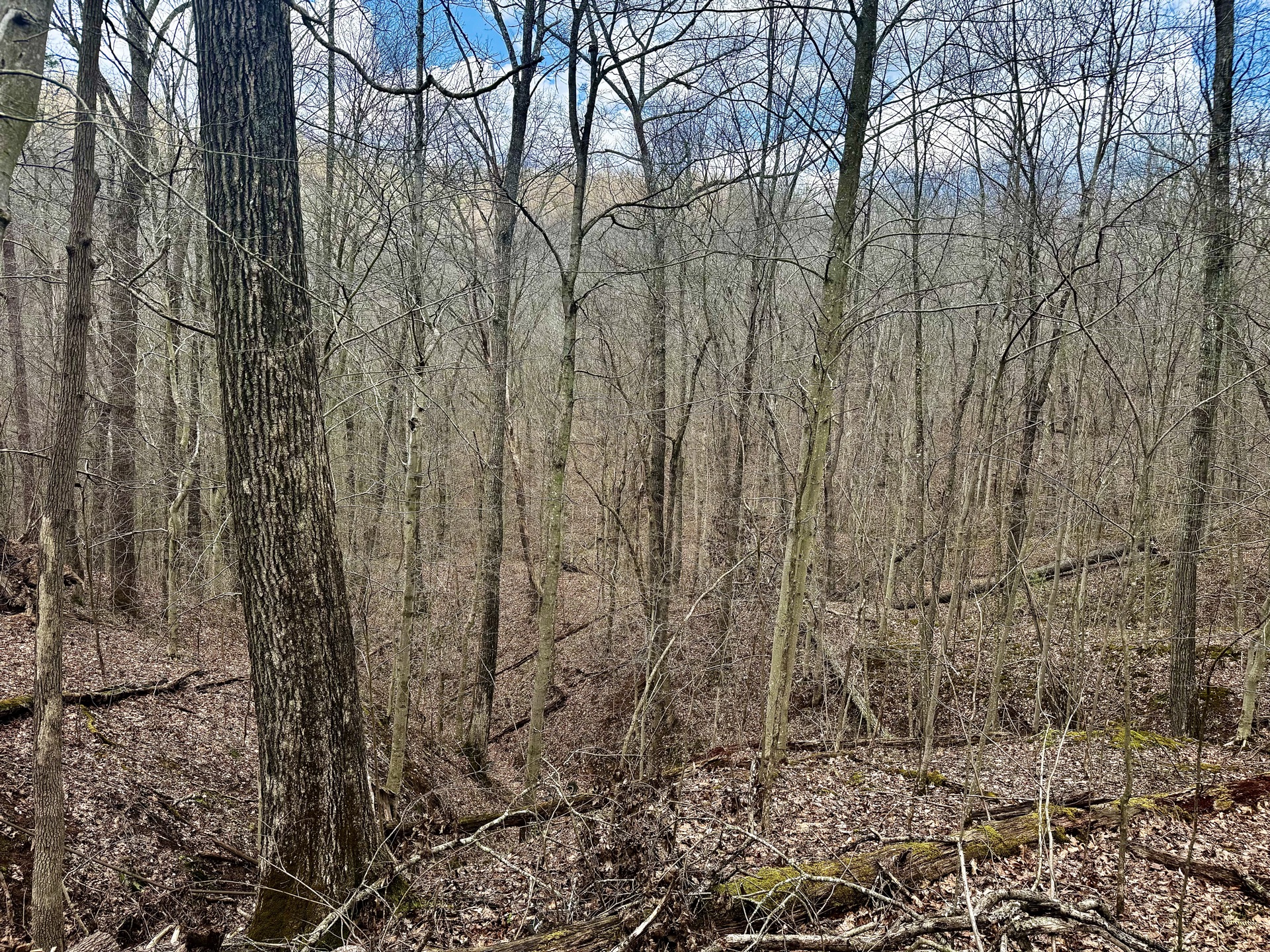 0 Wolfpen Run Road - 41 Acres in Gilmer County, WV - Photo 28
