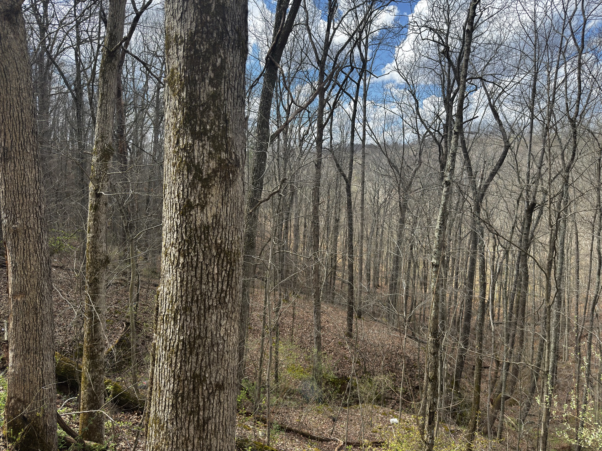 0 Wolfpen Run Road - 41 Acres in Gilmer County, WV - Photo 31