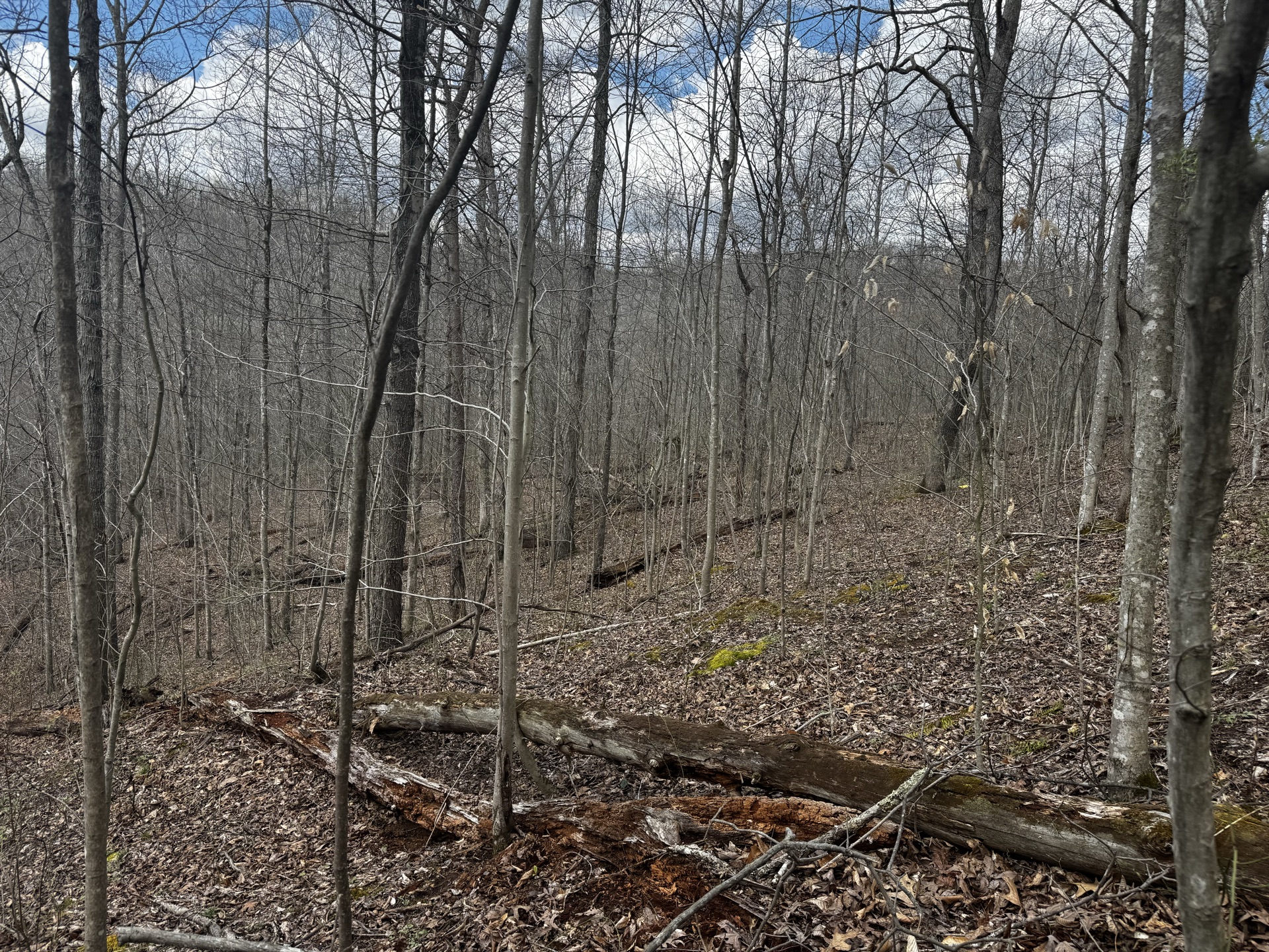 0 Wolfpen Run Road - 41 Acres in Gilmer County, WV - Photo 32