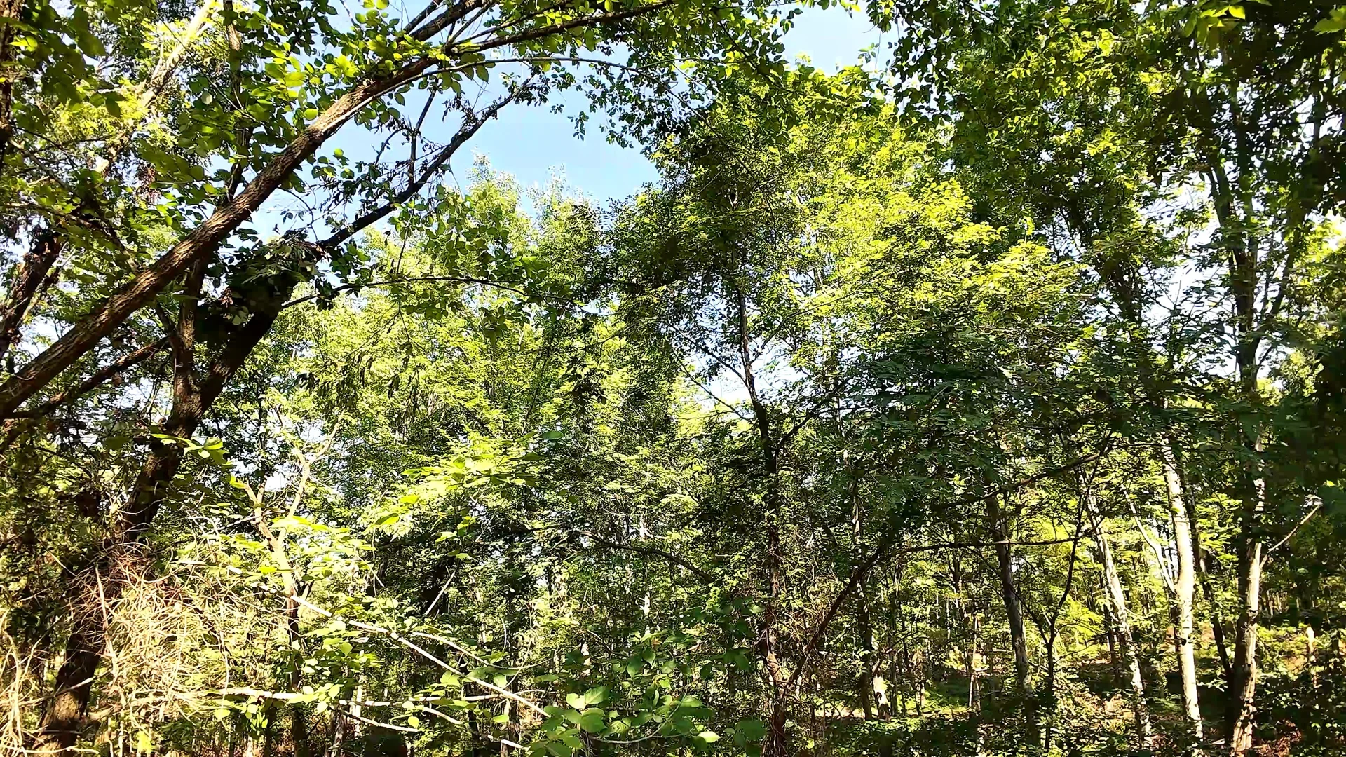 5 Acres in Washington County, OH - Wildwood Lake Road Tract 1 - Photo 11