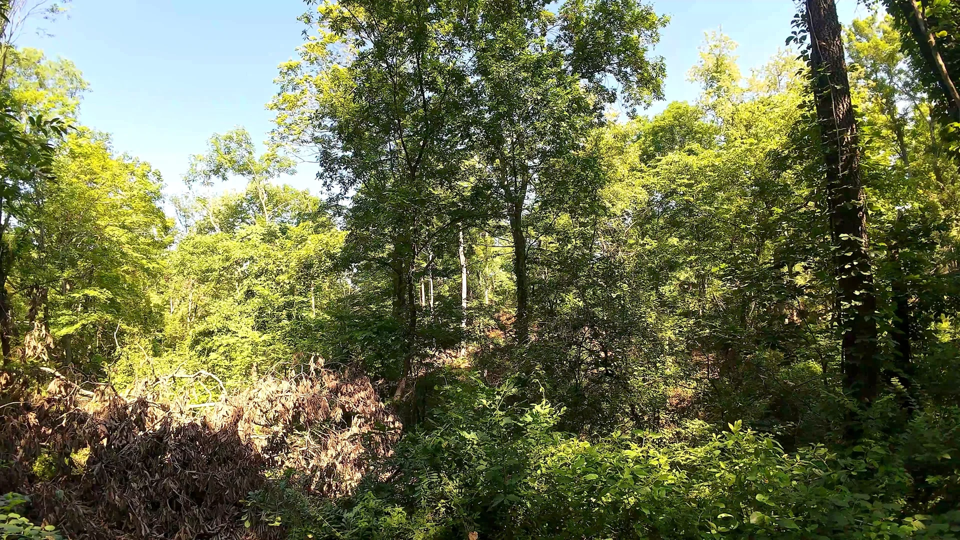 5 Acres in Washington County, OH - Wildwood Lake Road Tract 1 - Photo 10
