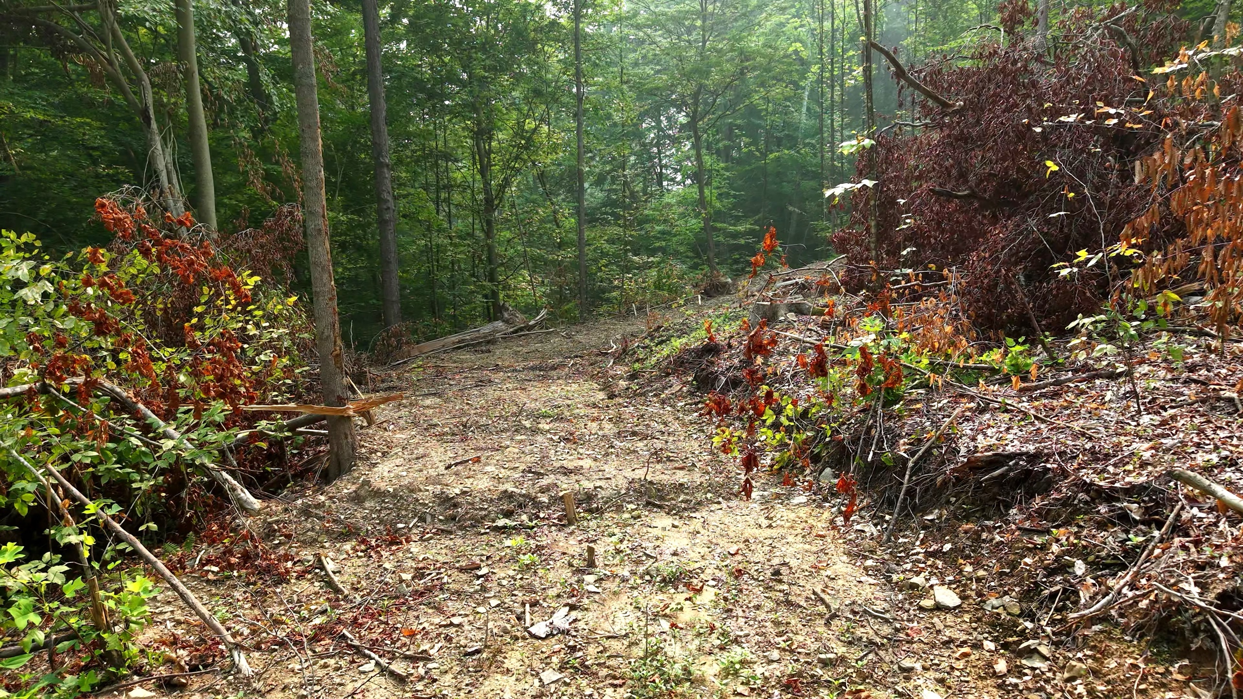 70 Acres of Hunting Land in Washington County, OH - Wildwood Lake Road Tract 3 - Photo 10