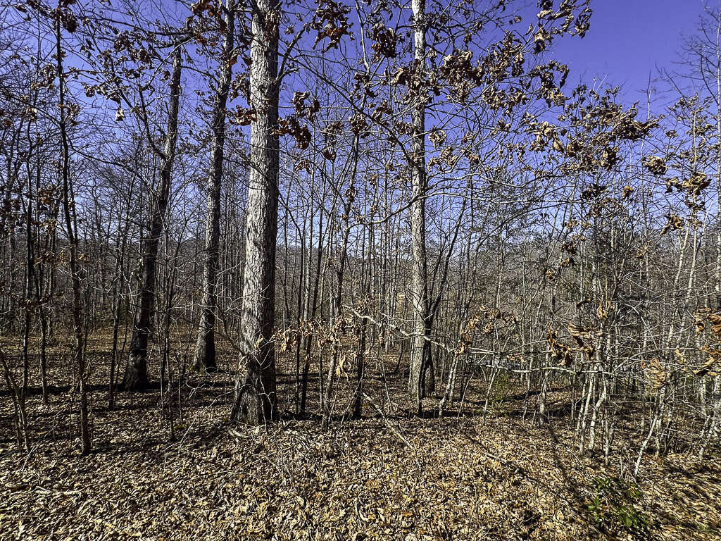 0 Deepwater Rd - 78 Acres in Fayette County, WV - Photo 13
