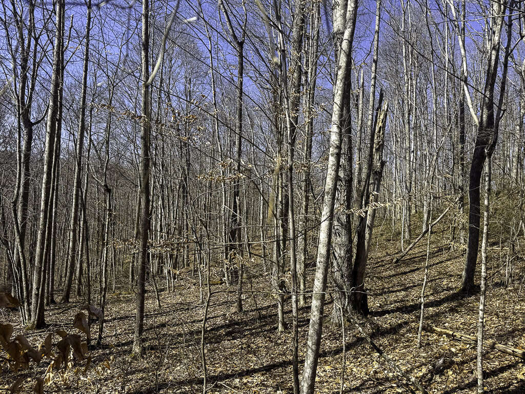 0 Deepwater Rd - 78 Acres in Fayette County, WV - Photo 5