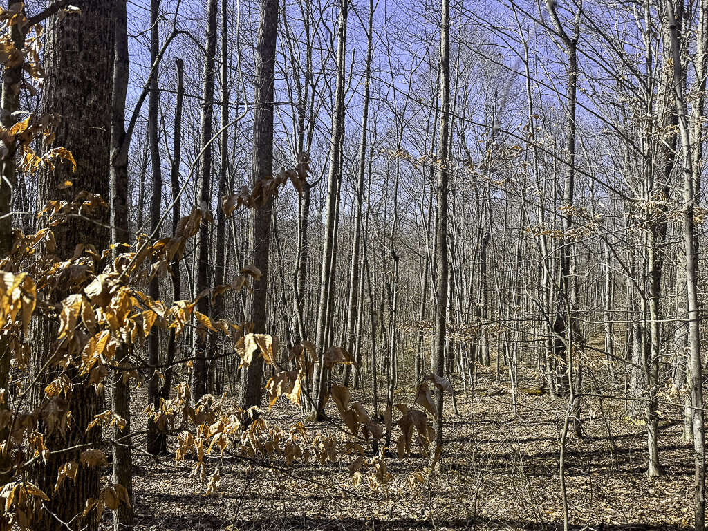 0 Deepwater Rd - 78 Acres in Fayette County, WV - Photo 7