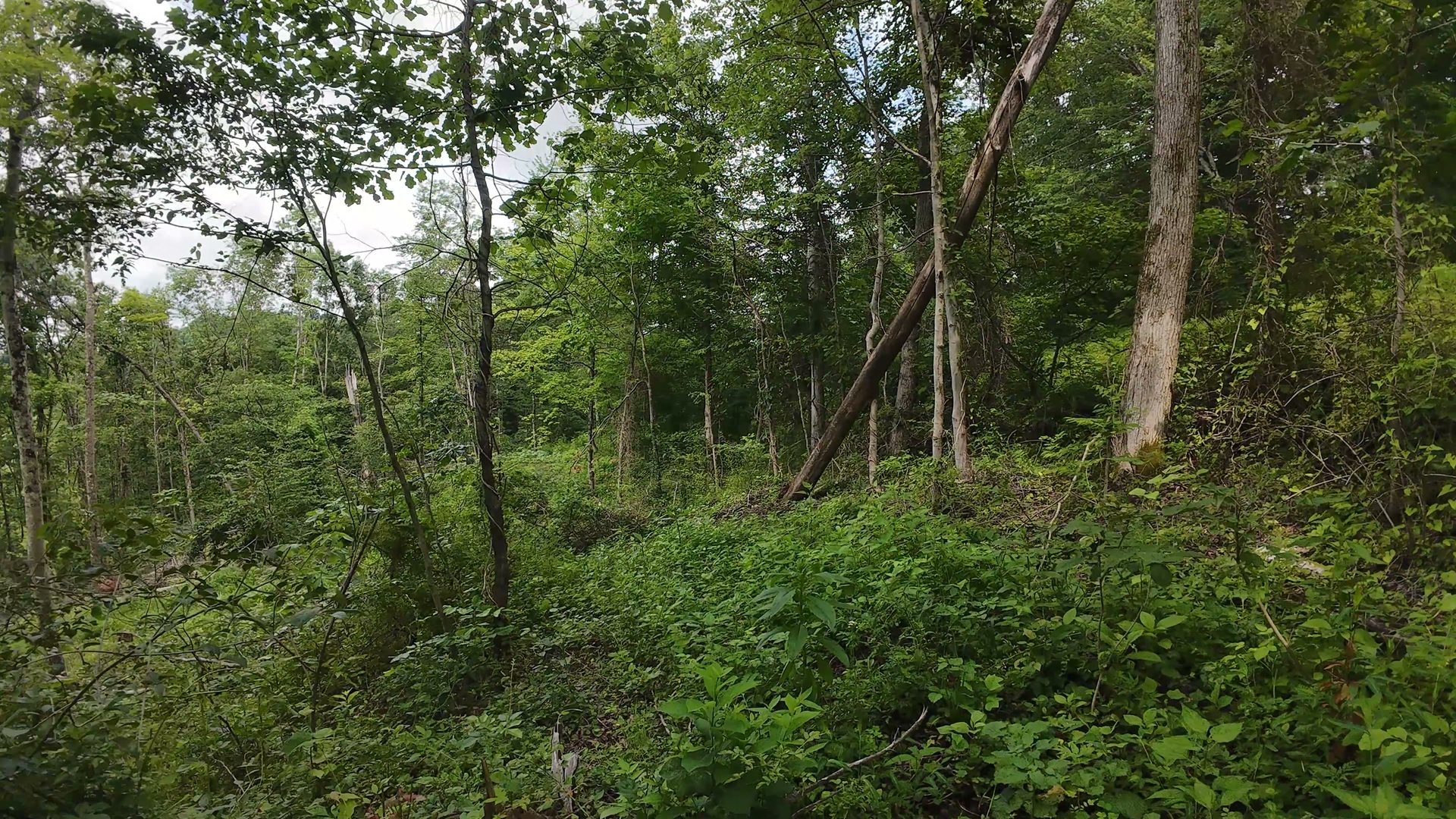 8 Acres with Road Frontage in Washington County, OH - Shay Ridge Road Tract 1 - Photo 18