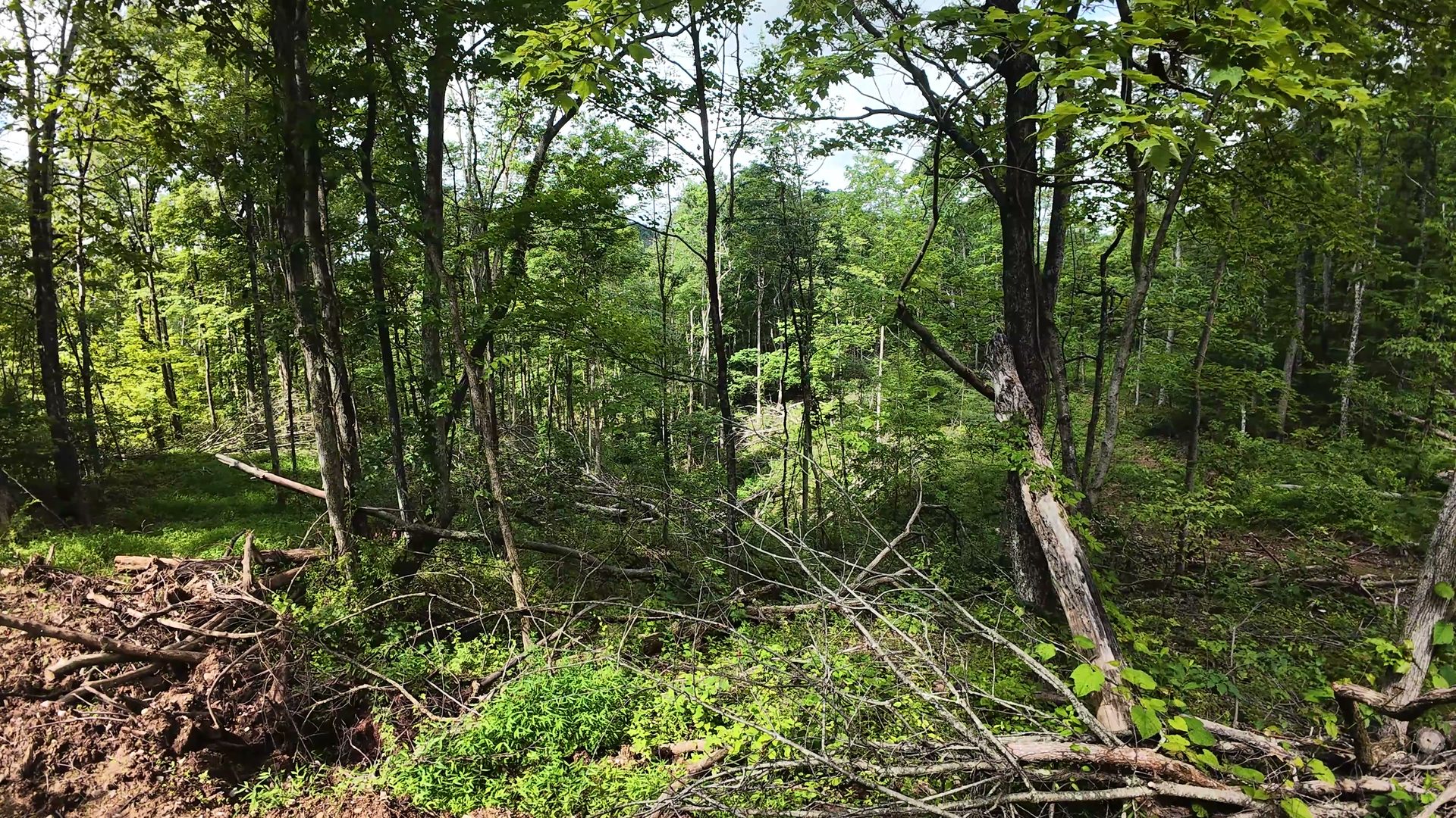 8 Acres with Road Frontage in Washington County, OH - Shay Ridge Road Tract 1 - Photo 19