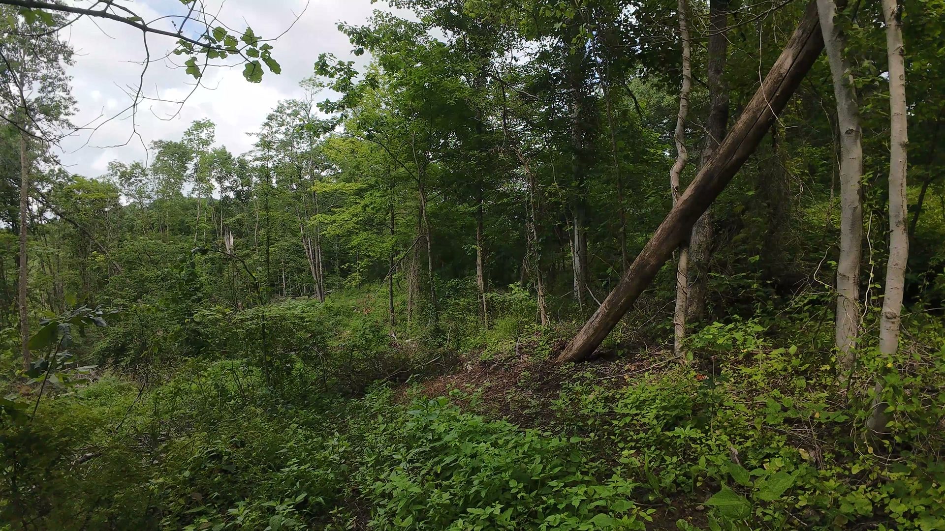 8 Acres with Road Frontage in Washington County, OH - Shay Ridge Road Tract 1 - Photo 23