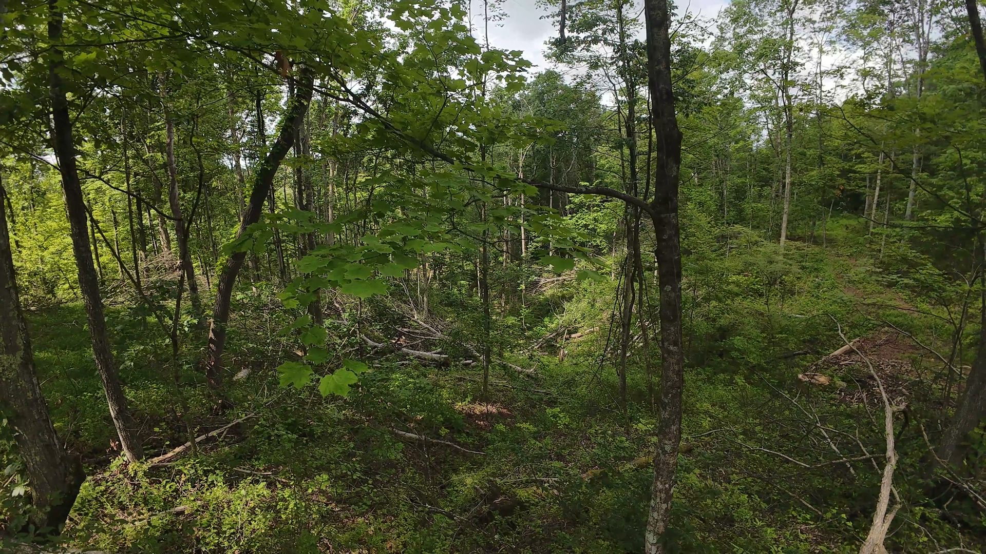8 Acres with Road Frontage in Washington County, OH - Shay Ridge Road Tract 1 - Photo 24