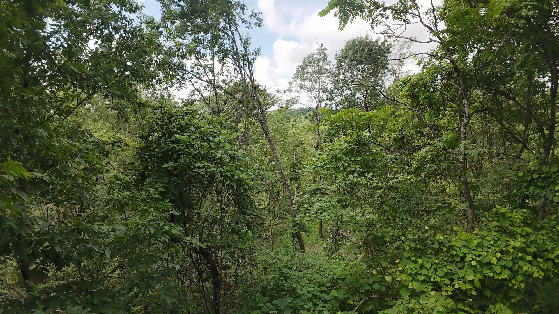 8 Acres of Wooded Hillside in Washington County, OH - Shay Ridge Road Tract 4 - Photo 22