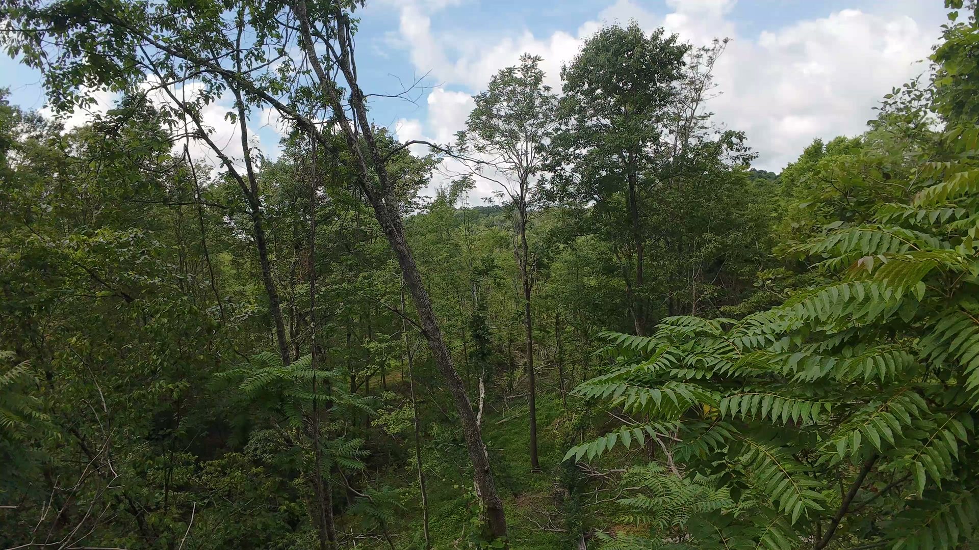 8 Acres of Wooded Hillside in Washington County, OH - Shay Ridge Road Tract 4 - Photo 28