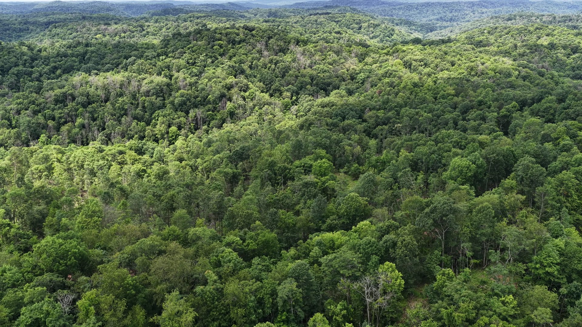 8 Acres of Wooded Hillside in Washington County, OH - Shay Ridge Road Tract 4 - Photo 4