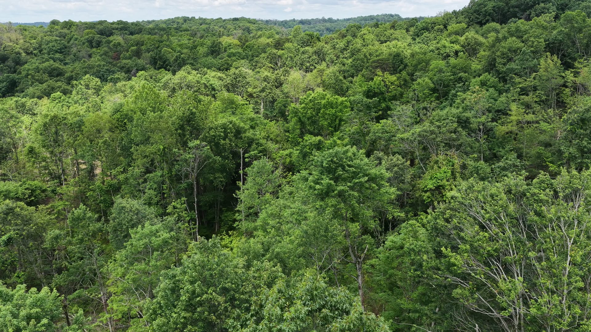 8 Acres of Wooded Hillside in Washington County, OH - Shay Ridge Road Tract 4 - Photo 6